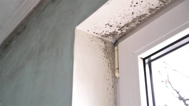Best Airborne Mold Testing  in Ogallala, NE