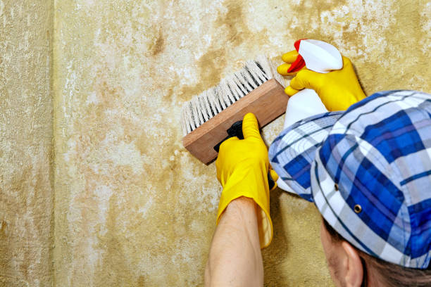 Ogallala, NE Mold Removal Company