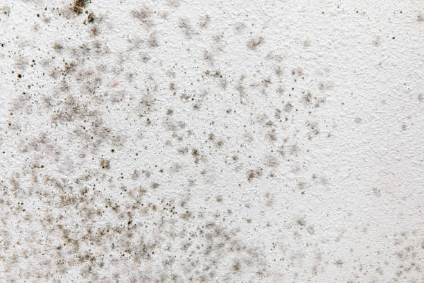 Best Air Quality Testing for Mold Spores  in Ogallala, NE